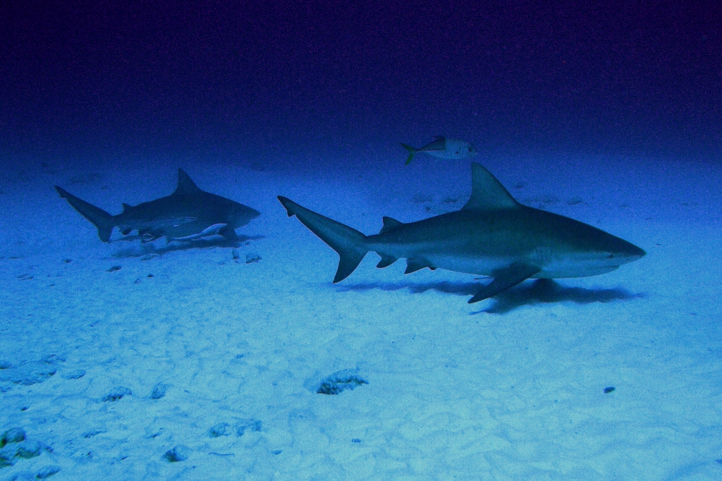 Requin bouledogue Bull shark Carcharhinus leucas